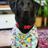 Adorable black lab dog with brown eyes wearing the corset pin on their flowered bandana. A very good doggo.