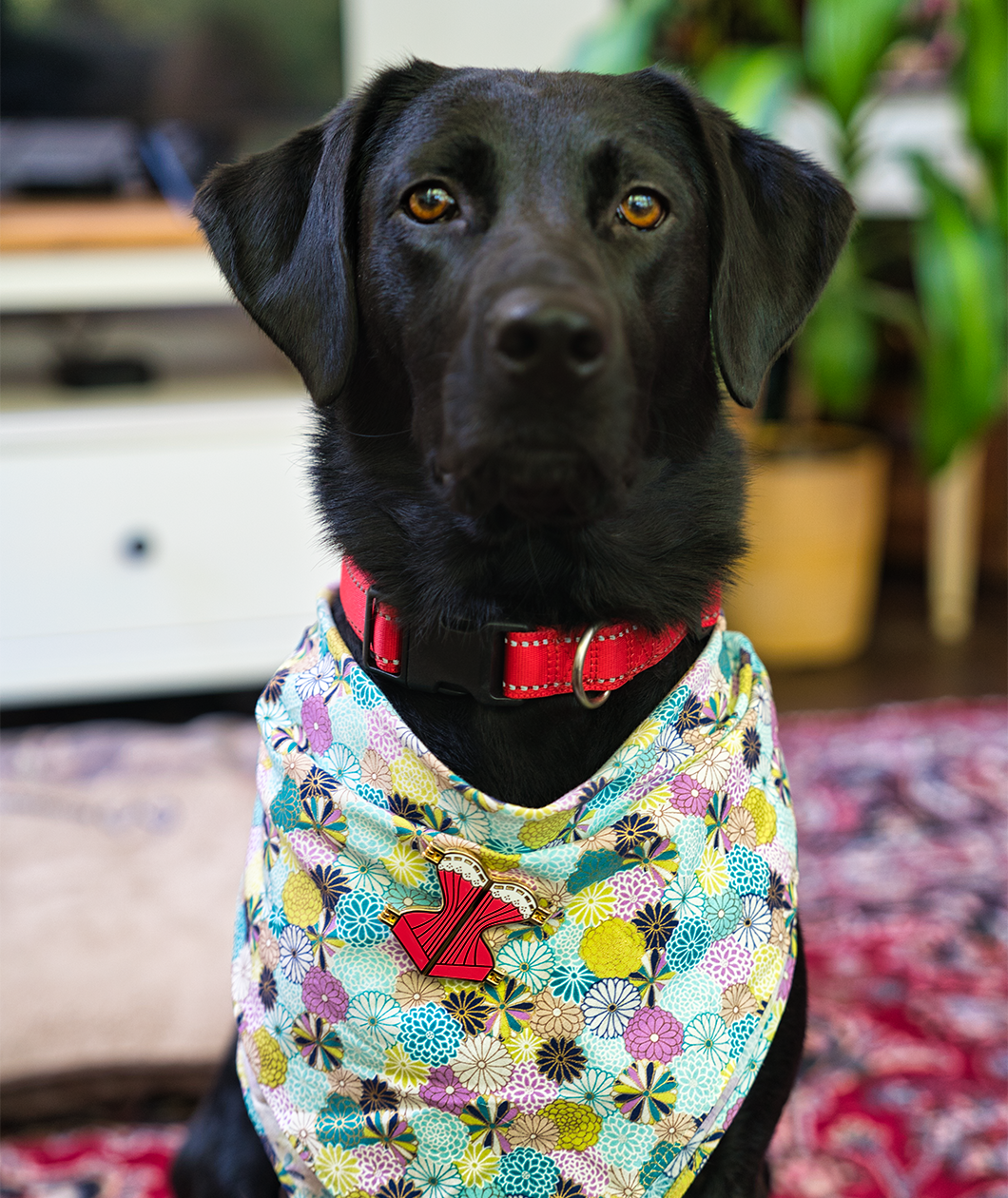 Adorable black lab dog with brown eyes wearing the corset pin on their flowered bandana. A very good doggo.