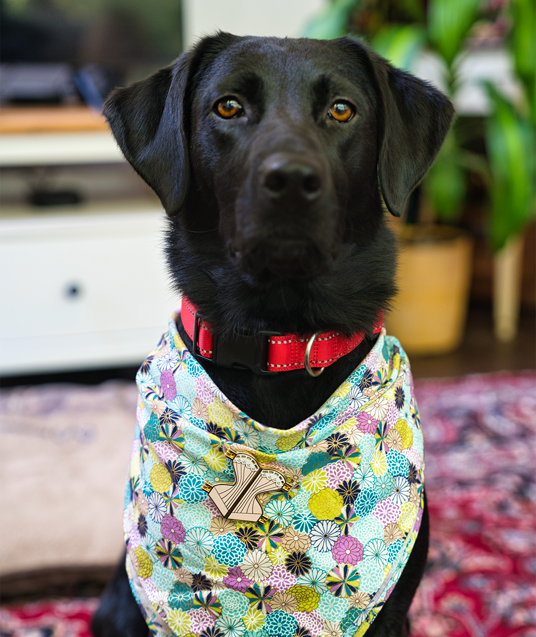 Adorable black lab dog with brown eyes wearing the corset pin on their flowered bandana. A very good doggo.