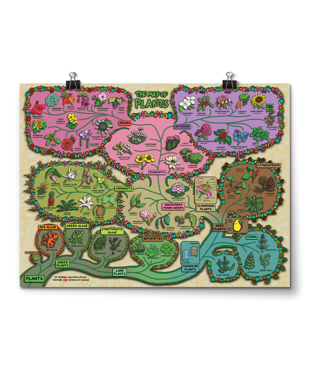 A poster with the title "The Map of Plants" with colorful sections showing different kinds of plants with information about them. From Domain of Science. 