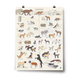 Canine Poster