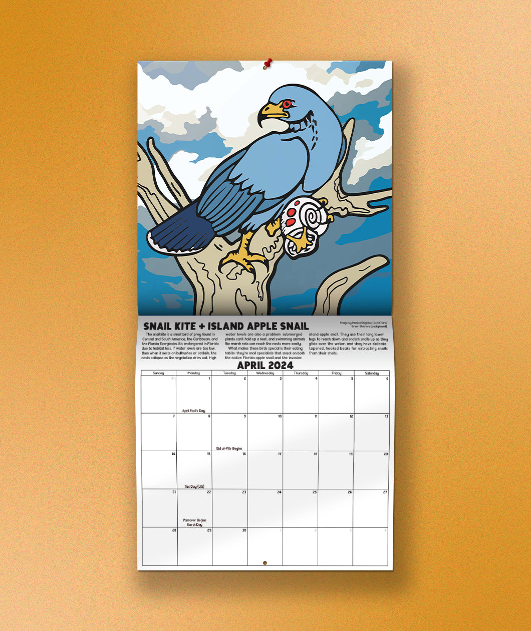 The April page of the Bizarre Beasts 2024 Calendar in front of a yellow background. The picture is a colorful illustration of a snail kite bird holding an island apple snail in a tree. 