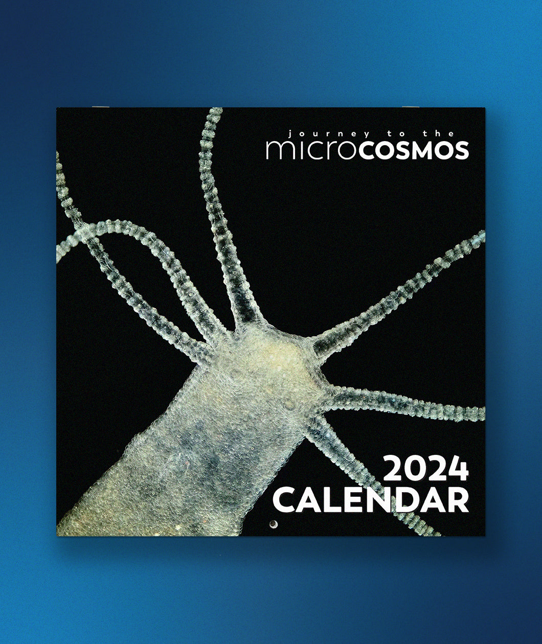 The cover of the Journey to the Microcosmos 2024 Calendar in front of a blue background. The cover is a photo a close up picture of a hydra in front of a black background.