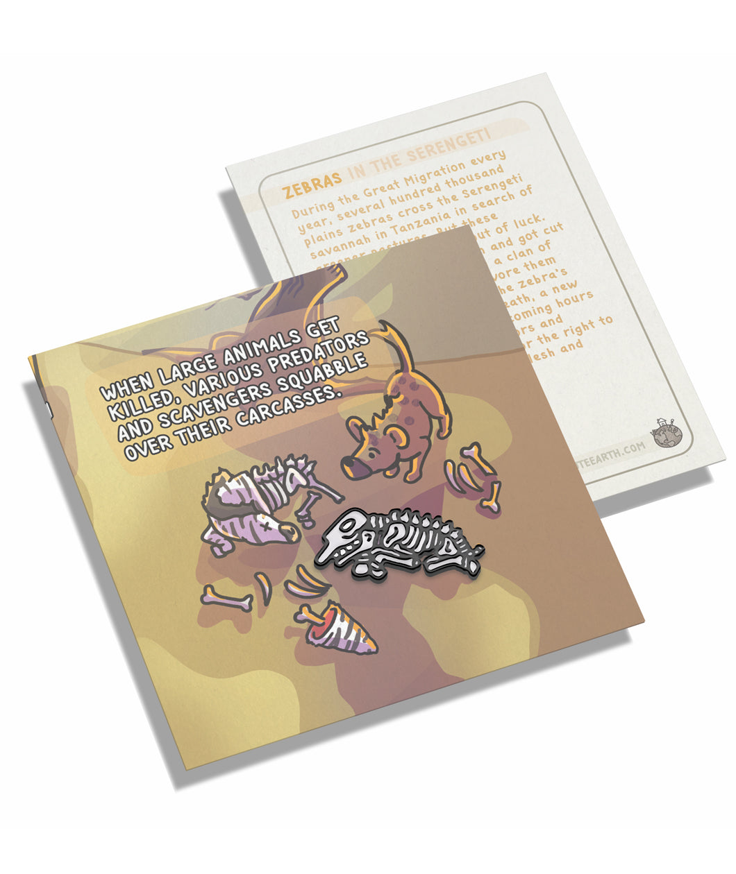 A zebra skeleton pin on a pin backing that gives facts about the zebra.