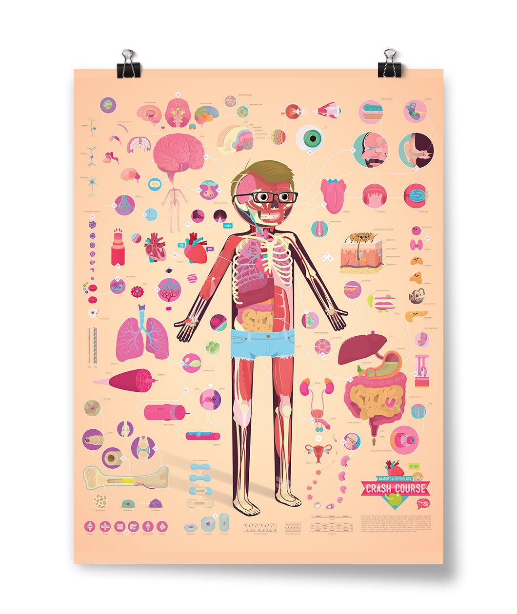 CrashCourse Anatomy And Physiology Poster DFTBA Crashcourse anatomy and physiology poster dftba