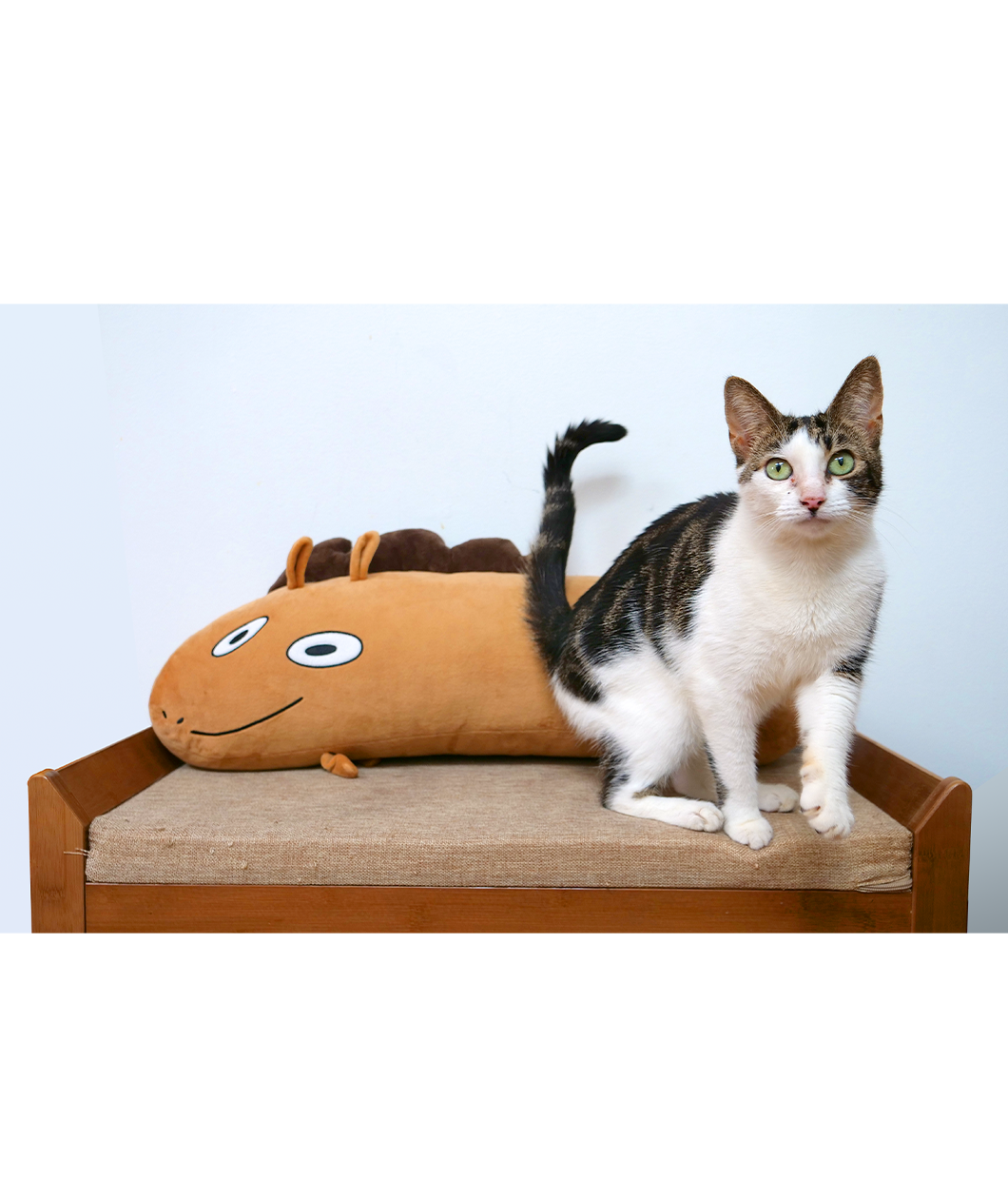 The Jacob Horse plushie is an oblong light brown horse with a crooked smile and eyes on one side of its body. It has little legs, ears and a mane and tail. In this picture it is sitting behind a cat.