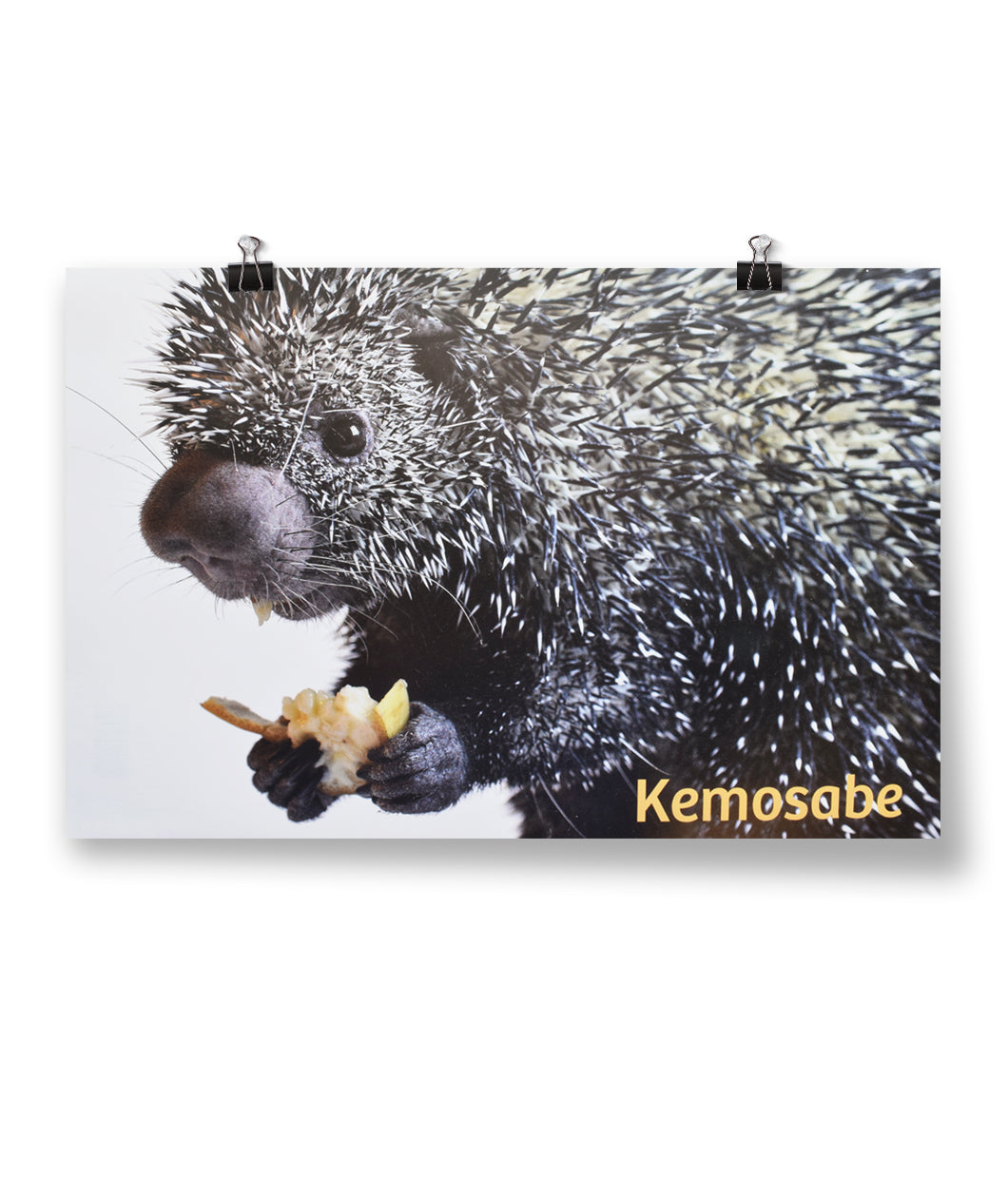 Poster hanging from two binder clips on wall. Poster image is of black and white porcupine holding a piece of fruit. Head, hands, and part of body are shown in front of white background. “Kemosabe” is written in light orange sans serif font in bottom right corner of poster - from Animal Wonders