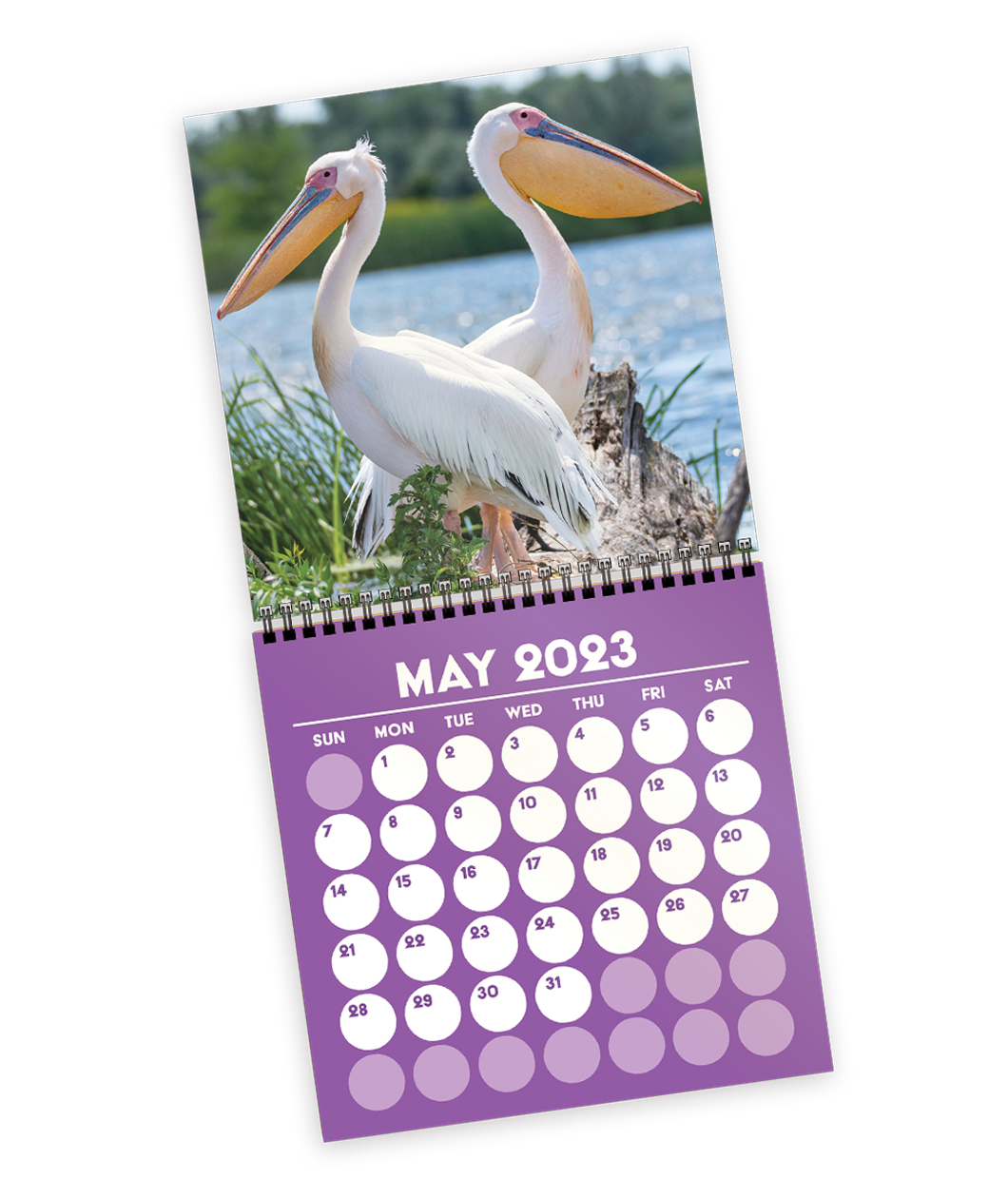 An inside page of the Project for Awesome calendar shows May 2023 and the picture is of two pelicans facing back to back. 