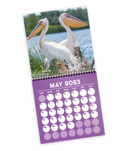 An inside page of the Project for Awesome calendar shows May 2023 and the picture is of two pelicans facing back to back. 