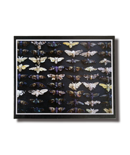 A black puzzle box lid that depicts rows of neatly arranged cicadas of different varieties.