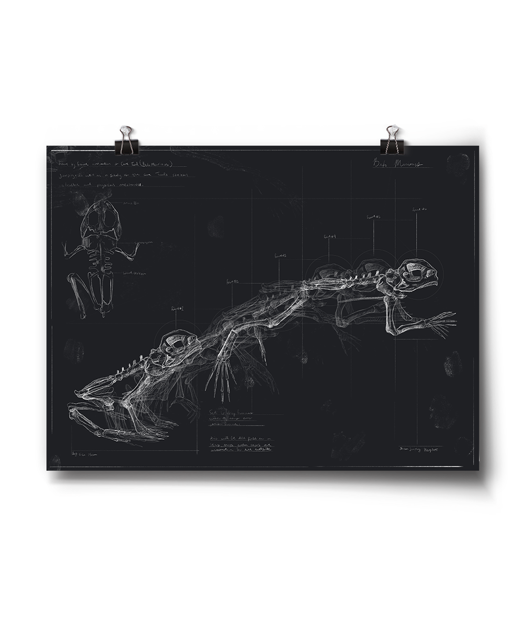 Horizontal print of a line drawing of a frog in different poses against a black background - from Tyler Thrasher