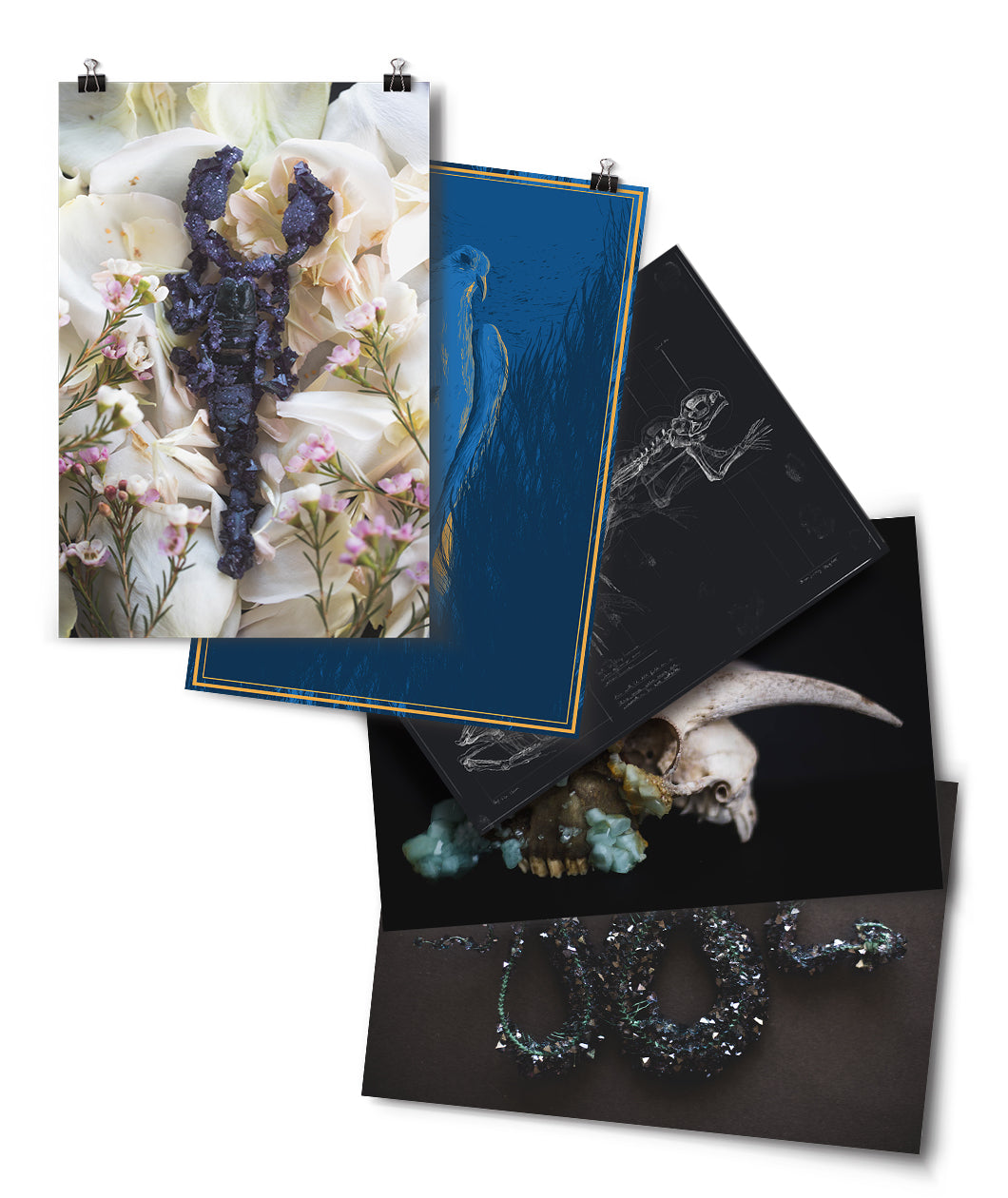 Five different art prints, three showing different crystalized animals, one skeleton drawing of a frog, and a drawing of a bird - from Tyler Thrasher